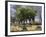 Common Zebra Browse on Grass in Lerai Forest on Crater Floor with Trees Behind-John Warburton-lee-Framed Photographic Print