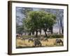 Common Zebra Browse on Grass in Lerai Forest on Crater Floor with Trees Behind-John Warburton-lee-Framed Photographic Print