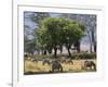 Common Zebra Browse on Grass in Lerai Forest on Crater Floor with Trees Behind-John Warburton-lee-Framed Photographic Print