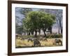 Common Zebra Browse on Grass in Lerai Forest on Crater Floor with Trees Behind-John Warburton-lee-Framed Photographic Print