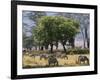 Common Zebra Browse on Grass in Lerai Forest on Crater Floor with Trees Behind-John Warburton-lee-Framed Photographic Print