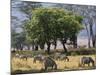 Common Zebra Browse on Grass in Lerai Forest on Crater Floor with Trees Behind-John Warburton-lee-Mounted Photographic Print