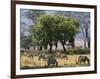 Common Zebra Browse on Grass in Lerai Forest on Crater Floor with Trees Behind-John Warburton-lee-Framed Photographic Print