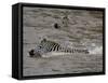 Common Zebra (Burchell's Zebra) Crossing the Mara River, Masai Mara National Reserve, Kenya-James Hager-Framed Stretched Canvas