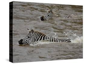 Common Zebra (Burchell's Zebra) Crossing the Mara River, Masai Mara National Reserve, Kenya-James Hager-Stretched Canvas