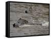 Common Zebra (Burchell's Zebra) Crossing the Mara River, Masai Mara National Reserve, Kenya-James Hager-Framed Stretched Canvas