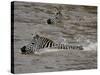 Common Zebra (Burchell's Zebra) Crossing the Mara River, Masai Mara National Reserve, Kenya-James Hager-Stretched Canvas