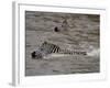 Common Zebra (Burchell's Zebra) Crossing the Mara River, Masai Mara National Reserve, Kenya-James Hager-Framed Photographic Print