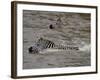 Common Zebra (Burchell's Zebra) Crossing the Mara River, Masai Mara National Reserve, Kenya-James Hager-Framed Photographic Print