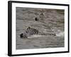 Common Zebra (Burchell's Zebra) Crossing the Mara River, Masai Mara National Reserve, Kenya-James Hager-Framed Photographic Print