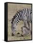 Common Zebra (Burchell's Zebra) (Equus Burchelli) Mare and Colt, Ngorongoro Crater, Tanzania, East -James Hager-Framed Stretched Canvas