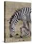 Common Zebra (Burchell's Zebra) (Equus Burchelli) Mare and Colt, Ngorongoro Crater, Tanzania, East -James Hager-Stretched Canvas