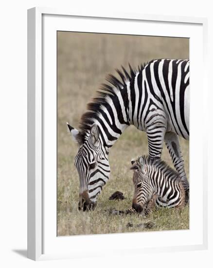 Common Zebra (Burchell's Zebra) (Equus Burchelli) Mare and Colt, Ngorongoro Crater, Tanzania, East -James Hager-Framed Photographic Print