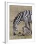 Common Zebra (Burchell's Zebra) (Equus Burchelli) Mare and Colt, Ngorongoro Crater, Tanzania, East -James Hager-Framed Photographic Print