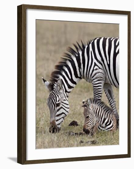 Common Zebra (Burchell's Zebra) (Equus Burchelli) Mare and Colt, Ngorongoro Crater, Tanzania, East -James Hager-Framed Photographic Print