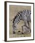 Common Zebra (Burchell's Zebra) (Equus Burchelli) Mare and Colt, Ngorongoro Crater, Tanzania, East -James Hager-Framed Photographic Print