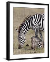 Common Zebra (Burchell's Zebra) (Equus Burchelli) Mare and Colt, Ngorongoro Crater, Tanzania, East -James Hager-Framed Photographic Print