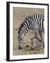 Common Zebra (Burchell's Zebra) (Equus Burchelli) Mare and Colt, Ngorongoro Crater, Tanzania, East -James Hager-Framed Photographic Print