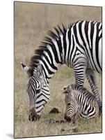 Common Zebra (Burchell's Zebra) (Equus Burchelli) Mare and Colt, Ngorongoro Crater, Tanzania, East -James Hager-Mounted Photographic Print