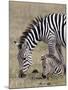 Common Zebra (Burchell's Zebra) (Equus Burchelli) Mare and Colt, Ngorongoro Crater, Tanzania, East -James Hager-Mounted Photographic Print