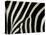 Common Zebra Close-Up Showing Stripes, Tanzania-Edwin Giesbers-Stretched Canvas