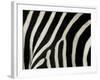 Common Zebra Close-Up Showing Stripes, Tanzania-Edwin Giesbers-Framed Photographic Print