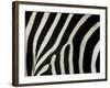 Common Zebra Close-Up Showing Stripes, Tanzania-Edwin Giesbers-Framed Photographic Print