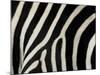 Common Zebra Close-Up Showing Stripes, Tanzania-Edwin Giesbers-Mounted Photographic Print