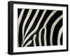 Common Zebra Close-Up Showing Stripes, Tanzania-Edwin Giesbers-Framed Photographic Print