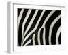 Common Zebra Close-Up Showing Stripes, Tanzania-Edwin Giesbers-Framed Photographic Print