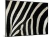 Common Zebra Close-Up Showing Stripes, Tanzania-Edwin Giesbers-Mounted Photographic Print