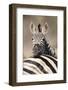 Common Zebra (Equus burchellii) adult, resting head on another adults back, Kruger , South Africa-Andrew Forsyth-Framed Photographic Print