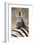 Common Zebra (Equus burchellii) adult, resting head on another adults back, Kruger , South Africa-Andrew Forsyth-Framed Photographic Print