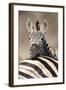 Common Zebra (Equus burchellii) adult, resting head on another adults back, Kruger , South Africa-Andrew Forsyth-Framed Photographic Print
