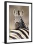 Common Zebra (Equus burchellii) adult, resting head on another adults back, Kruger , South Africa-Andrew Forsyth-Framed Photographic Print