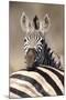 Common Zebra (Equus burchellii) adult, resting head on another adults back, Kruger , South Africa-Andrew Forsyth-Mounted Photographic Print