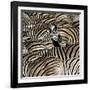 Common Zebra (Equus quagga burchellii) herd, with heads down drinking, Etosha-Martin Withers-Framed Photographic Print