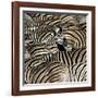 Common Zebra (Equus quagga burchellii) herd, with heads down drinking, Etosha-Martin Withers-Framed Photographic Print