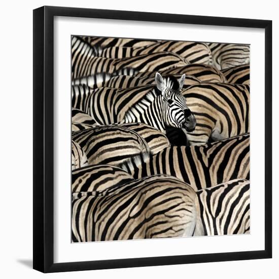 Common Zebra (Equus quagga burchellii) herd, with heads down drinking, Etosha-Martin Withers-Framed Photographic Print