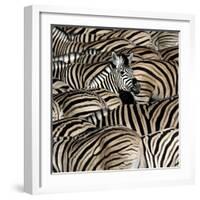 Common Zebra (Equus quagga burchellii) herd, with heads down drinking, Etosha-Martin Withers-Framed Photographic Print