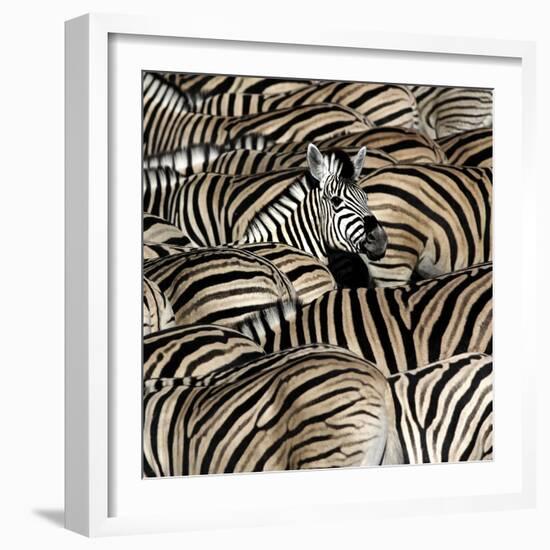 Common Zebra (Equus quagga burchellii) herd, with heads down drinking, Etosha-Martin Withers-Framed Photographic Print