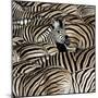 Common Zebra (Equus quagga burchellii) herd, with heads down drinking, Etosha-Martin Withers-Mounted Photographic Print