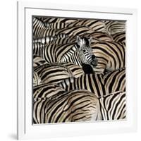 Common Zebra (Equus quagga burchellii) herd, with heads down drinking, Etosha-Martin Withers-Framed Photographic Print