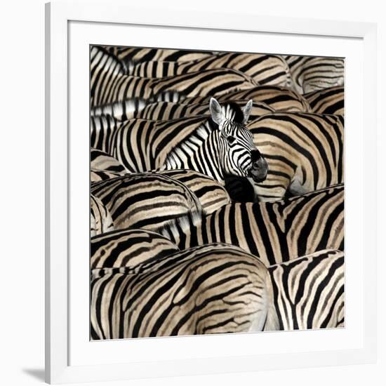 Common Zebra (Equus quagga burchellii) herd, with heads down drinking, Etosha-Martin Withers-Framed Photographic Print