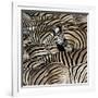 Common Zebra (Equus quagga burchellii) herd, with heads down drinking, Etosha-Martin Withers-Framed Photographic Print