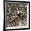 Common Zebra (Equus quagga burchellii) herd, with heads down drinking, Etosha-Martin Withers-Framed Photographic Print