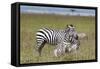 Common Zebra (Equus Quagga) Fighting, Masai Mara National Reserve, Kenya, East Africa, Africa-Sergio Pitamitz-Framed Stretched Canvas