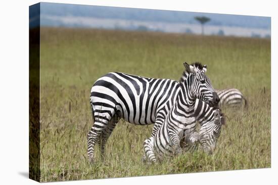 Common Zebra (Equus Quagga) Fighting, Masai Mara National Reserve, Kenya, East Africa, Africa-Sergio Pitamitz-Stretched Canvas