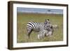 Common Zebra (Equus Quagga) Fighting, Masai Mara National Reserve, Kenya, East Africa, Africa-Sergio Pitamitz-Framed Photographic Print