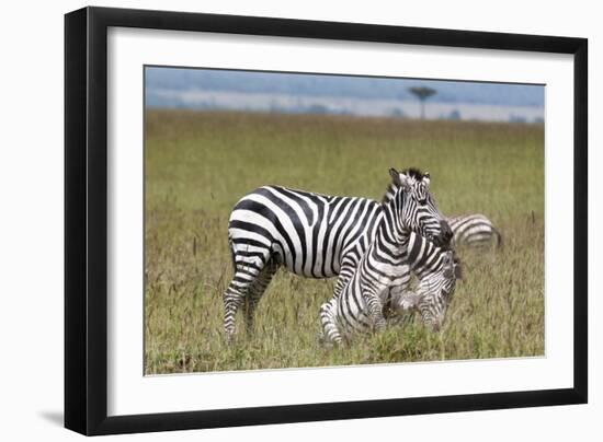 Common Zebra (Equus Quagga) Fighting, Masai Mara National Reserve, Kenya, East Africa, Africa-Sergio Pitamitz-Framed Photographic Print